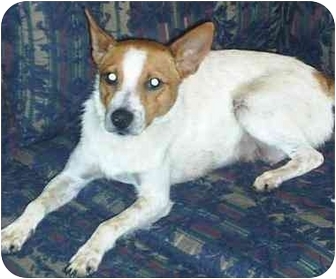 jack russell feist mix