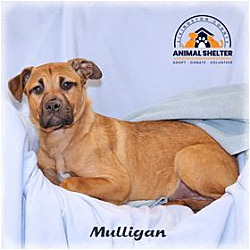 Photo of Mulligan