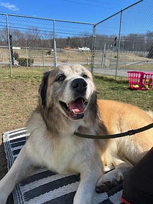 Middletown, NY - Great Pyrenees. Meet Samson a Pet for Adoption ...