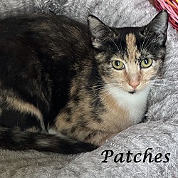 Thumbnail photo of PATCHES #3