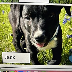 Photo of BlackJack (Jack)