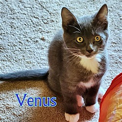 Photo of VENUS - Artist Collection kitten