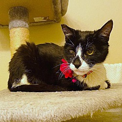 Thumbnail photo of Kitty Tux #2