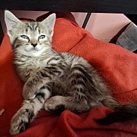 adopt-pet