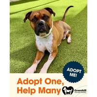 adopt a pet