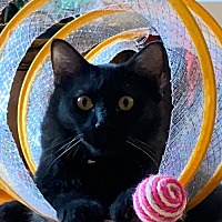 adopt-pet