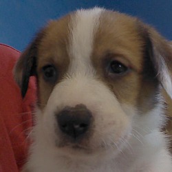 Thumbnail photo of Duncan Keith- Foster to Adopt #2