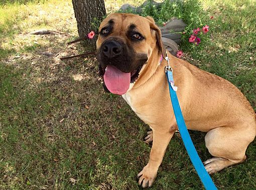 Bullmastiff mix hot sale cane corso