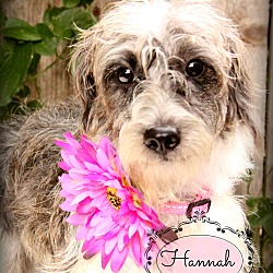 Thumbnail photo of Hannah-Pending Adoption #4