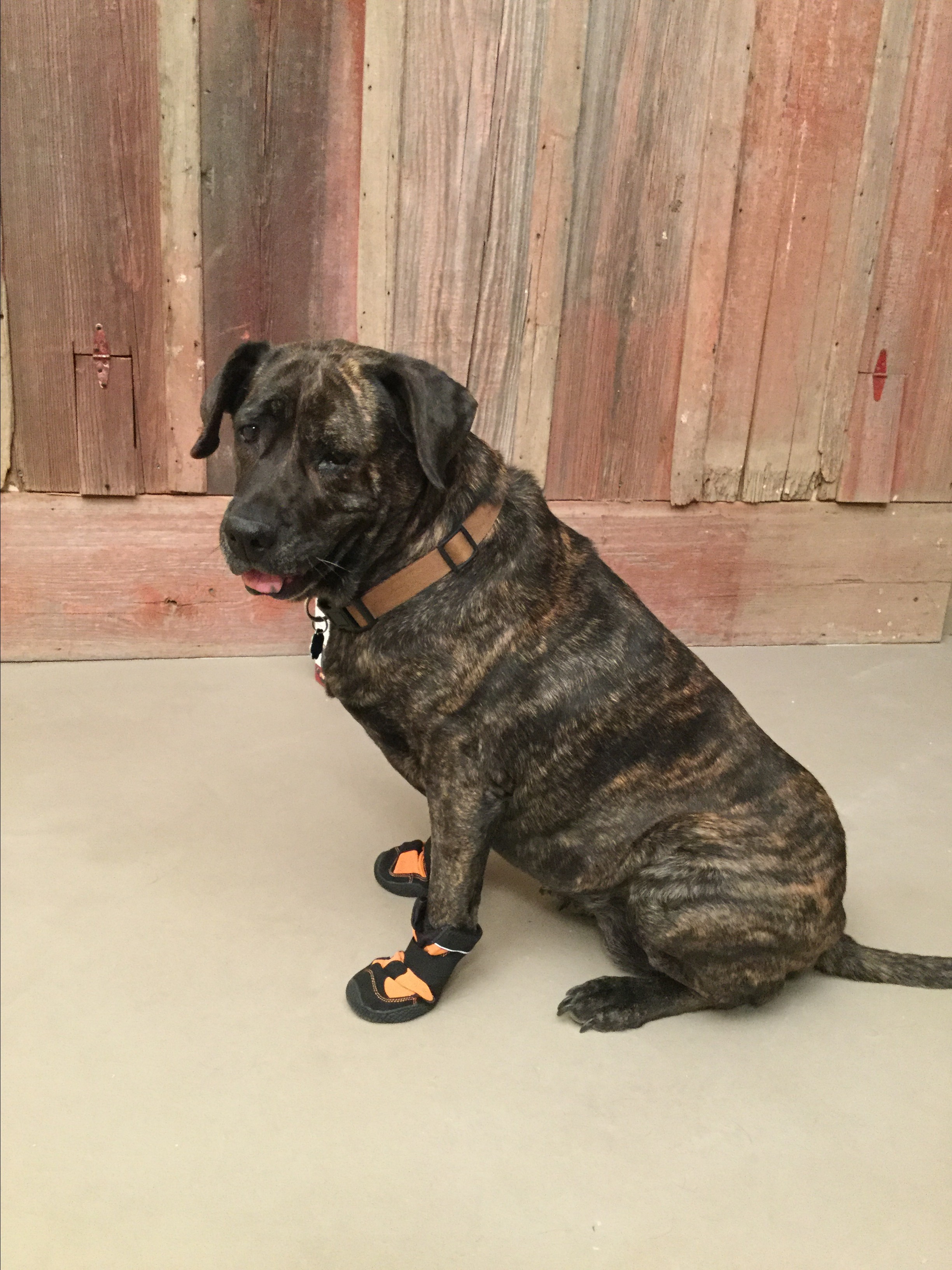 Manhattan Ks Cane Corso Meet Brownie A Pet For Adoption