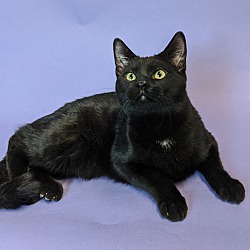 Thumbnail photo of Scat Cat - Adoption Pending #2