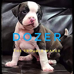Photo of Dozer