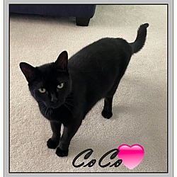 Thumbnail photo of CoCo #2