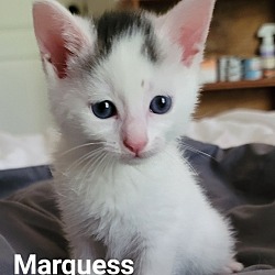 Photo of Marquess