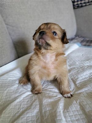 how to unlock bonuses in forrest arrow