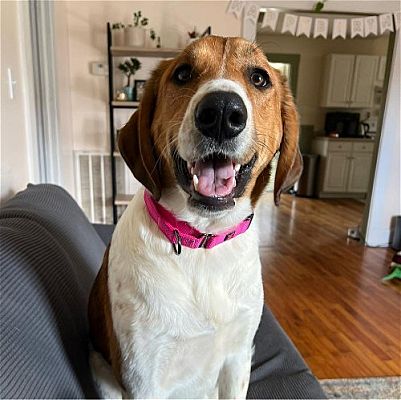 Johnson City, TN - Treeing Walker Coonhound/Collie. Meet Roxy a Pet for ...