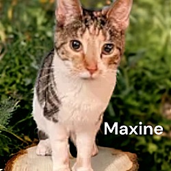 Thumbnail photo of Maxine #1