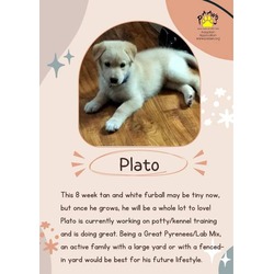 Thumbnail photo of Plato #2