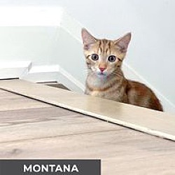 Thumbnail photo of Montana #4