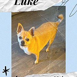 Thumbnail photo of LUKE 5 YEAR CHIHUAHUA #1