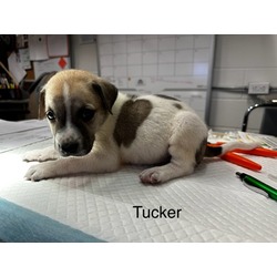 Thumbnail photo of Tucker #1