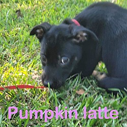 Thumbnail photo of Pumpkin Latte D2024 PH in MS #2