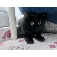 adopt-pet