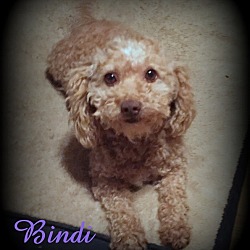 Thumbnail photo of Bindi #2