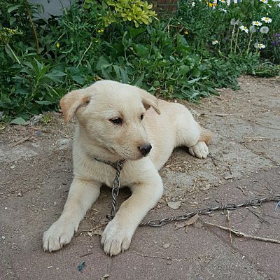 Santa Monica Ca Jindo Meet Kiwi A Pet For Adoption