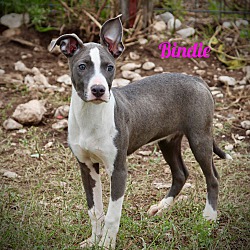 Photo of Bindie