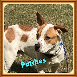 Thumbnail photo of Patches (Paws in Prison Grad) #2