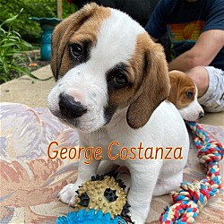 Photo of George Costanza