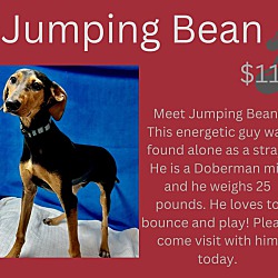 Photo of Jumping Bean