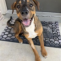 adopt a pet