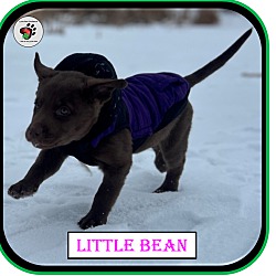 Thumbnail photo of Little Bean - Coffee Litter #2