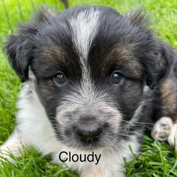Photo of Cloudy