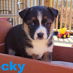 Photo of Rocky  - available 5/17