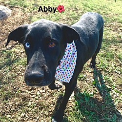 Thumbnail photo of Abby #3