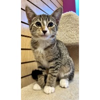 adopt-pet