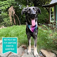 adopt a pet
