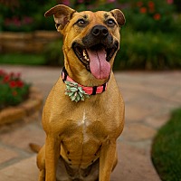 adopt-pet