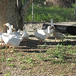 Thumbnail photo of Geese(3) #3