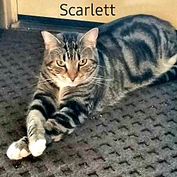 Thumbnail photo of Scarlett (ADOPTED!) #1