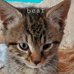 Thumbnail photo of Bear (Foster Care) #2