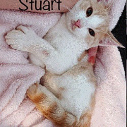 Photo of Stuart