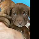 Adopt a Pet :: Ronda Burgandy - Olathe, KS -  Mixed Breed (Medium)