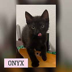 Photo of Onyx