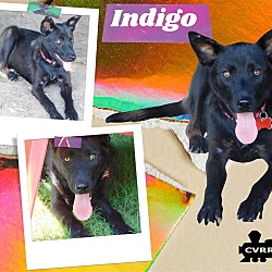 Photo of Indigo