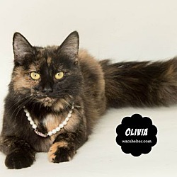 Thumbnail photo of OLIVIA #2