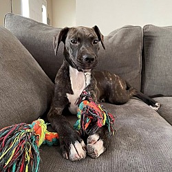 Photo of Timber 4 Month Old Puppy! In Stamford CT